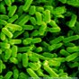 virus et bactéries